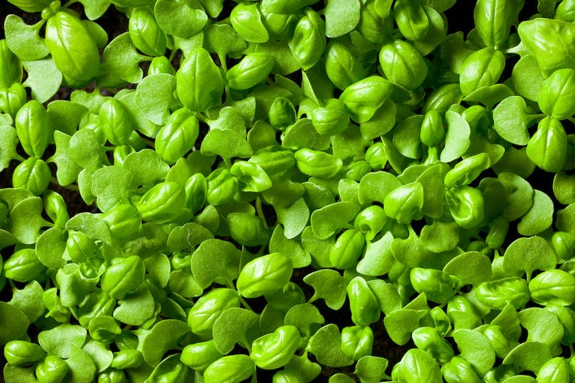 Basil (Sabja)