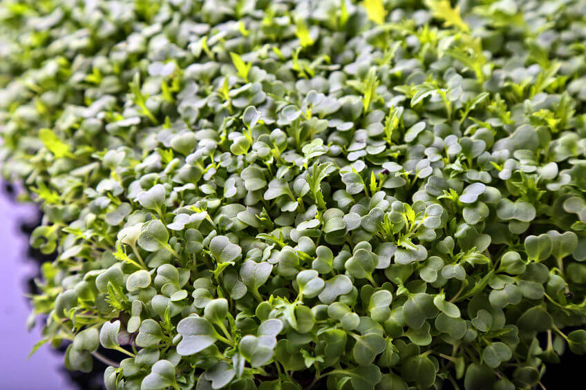 Broccoli microgreens