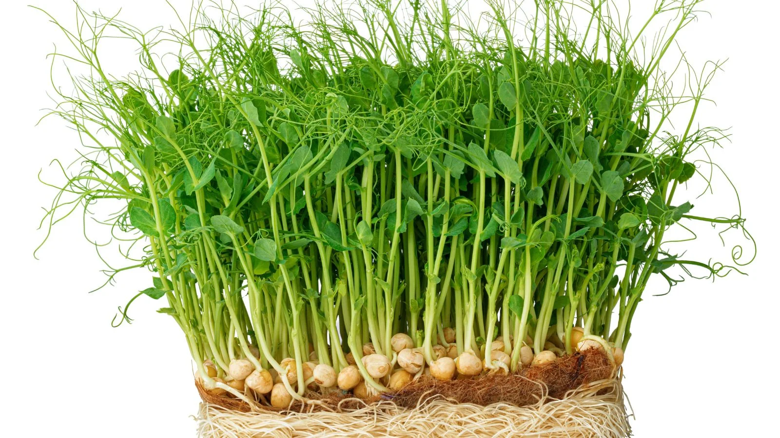 Pea shoots