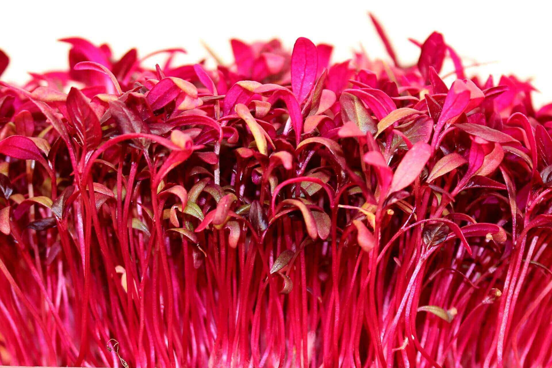 Red Amaranth