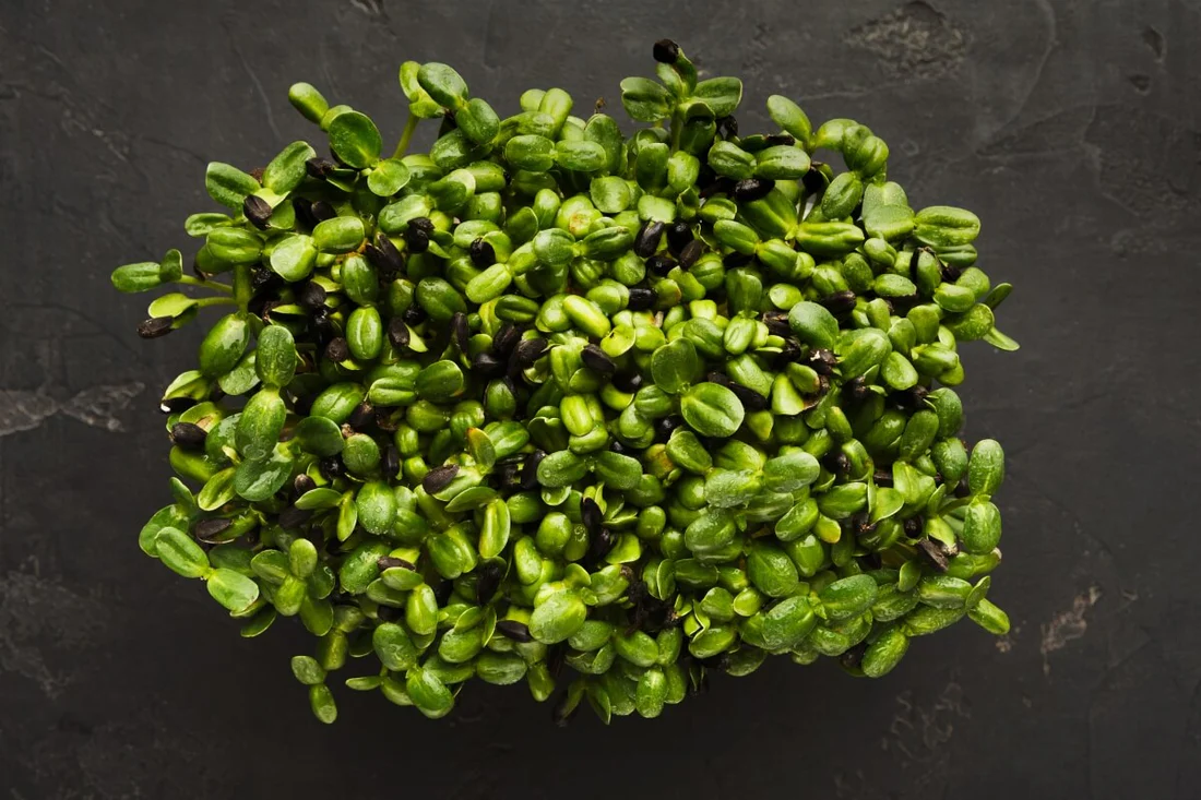 Fresh sunflower shoots