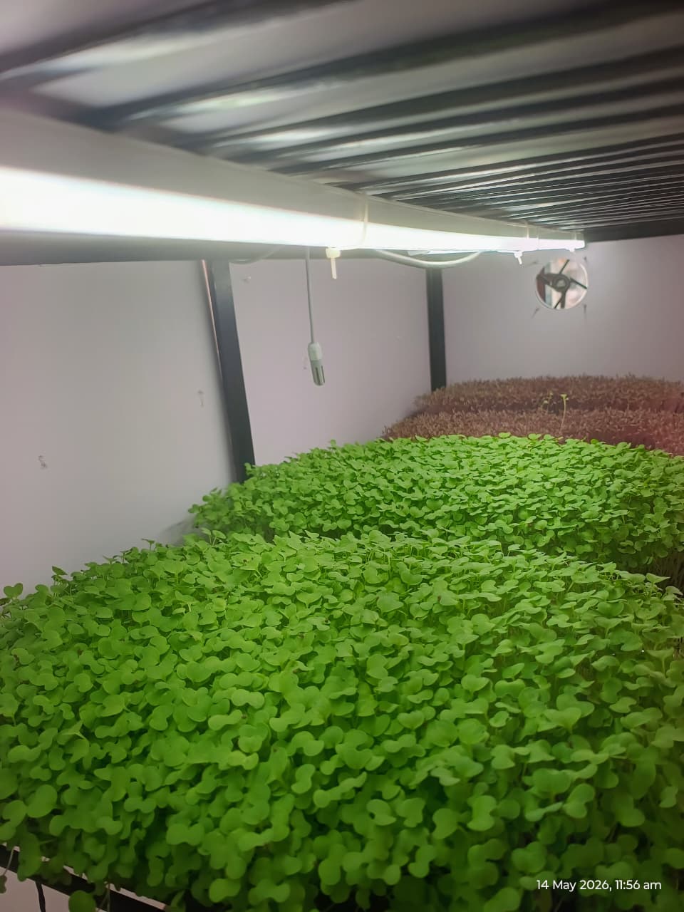 Clean indoor microgreens growing setup