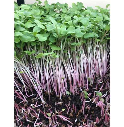 Fresh green microgreens in a clean growing tray